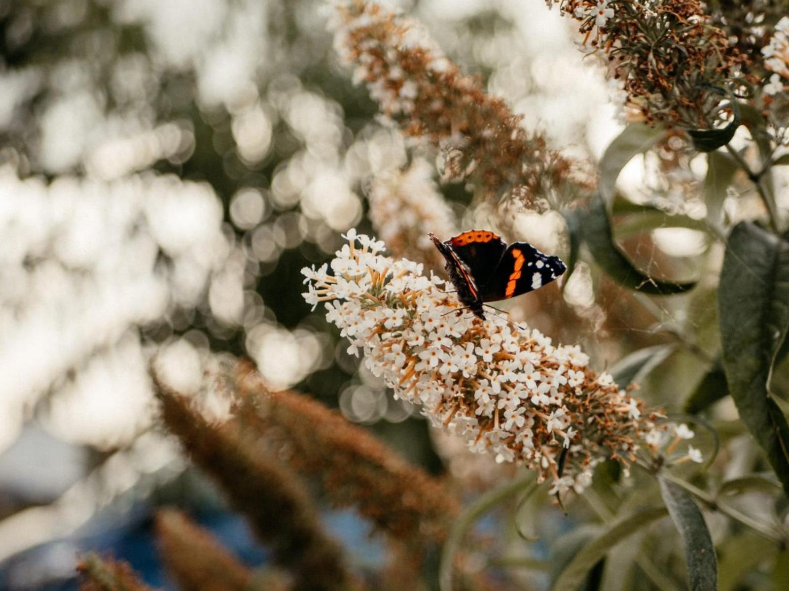 Willa Purple Papillon Heuvelland Zewnętrze zdjęcie