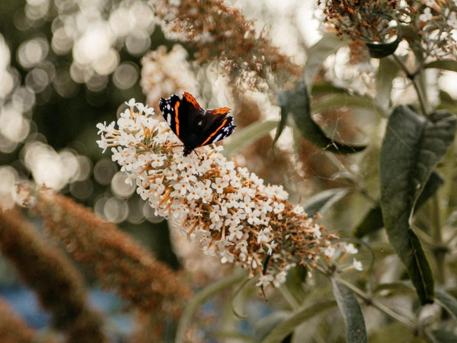 Willa Purple Papillon Heuvelland Zewnętrze zdjęcie